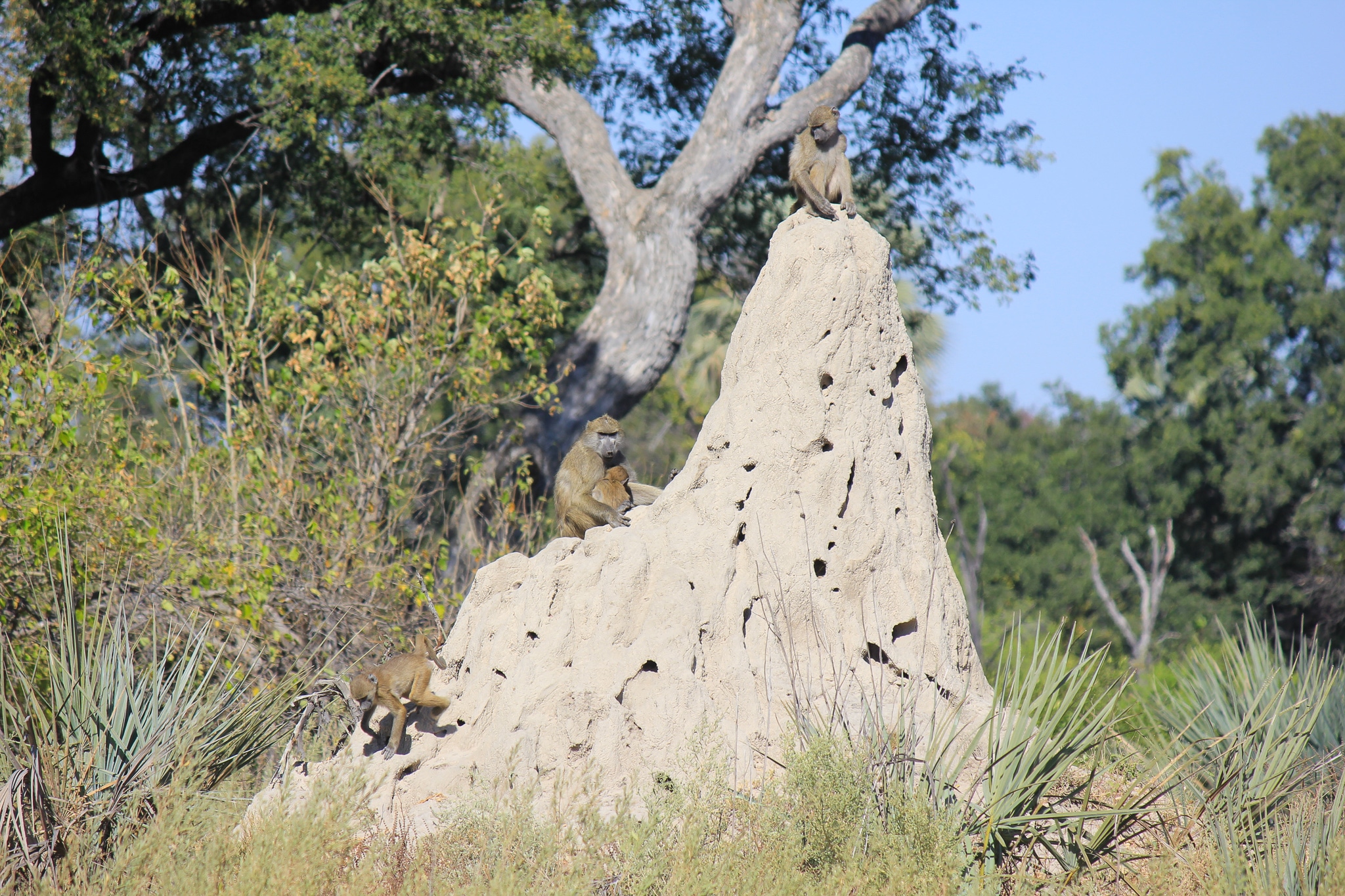 Safari Honeymoon Baboons Botswana